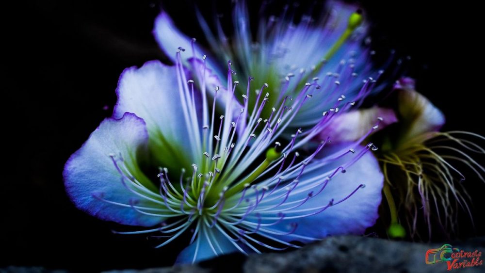 exposicion photonature 2018