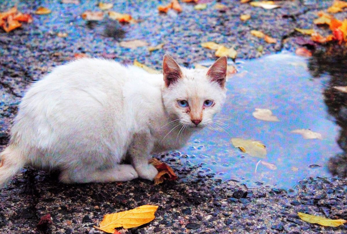 gato junto a un charco