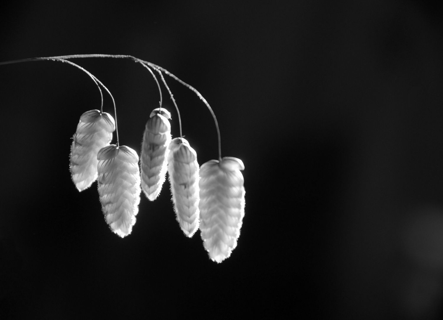 Bases del concurso "Blanco y negro 2024".