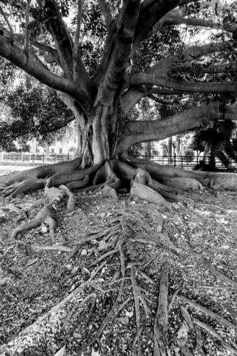 Blanco-y-negro-2020_Gonzalo Pacheco-arraigo