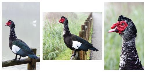 Serie de tres 2020_Jotaeme - Serie pato real