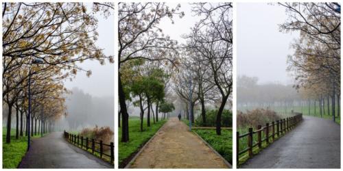 Serie de tres 2020_Jotaeme - Serie árboles en la niebla