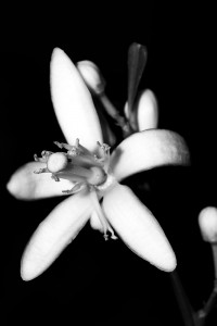 Blanco y negro - Jotaeme - Dig - 4