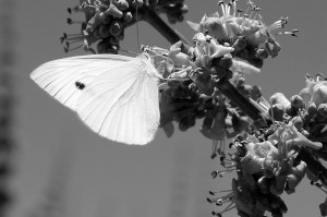 Blanco y negro - Jotaeme - Dig - 5