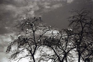 Blanco y negro - Juan Zafra Pintor - An - 2
