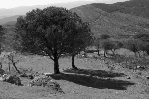 Blanco y negro - Manuel Ruiz-Garrido - Dig - 4